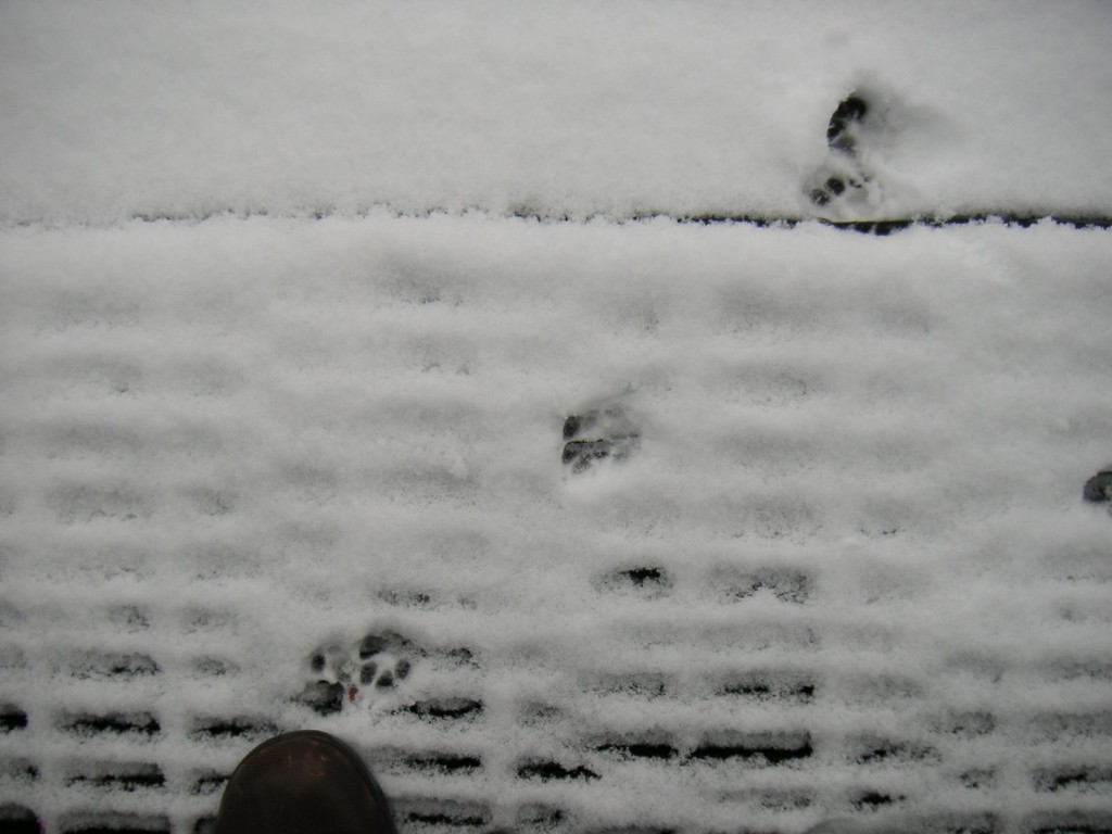 Oscar's paw prints in the snow. He only made it 3" from the mat